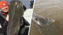 «Боролись полчаса»: самарский рыбак выловил гигантского сома