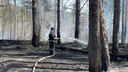 Трава в огне: в Тольятти вспыхнул лесной пожар