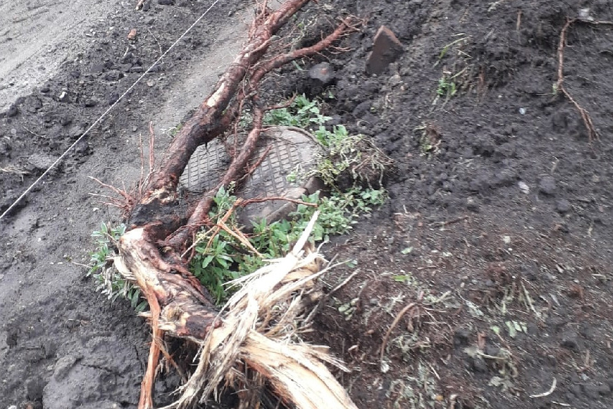 Мэр Омска рассказал, спасут ли лиственницы с изрезанными корнями возле ТЮЗа