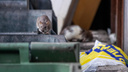 7 заявок за 2 месяца: в УК заявили о необходимости часто травить крыс возле домов на Земнухова рядом с детским садом