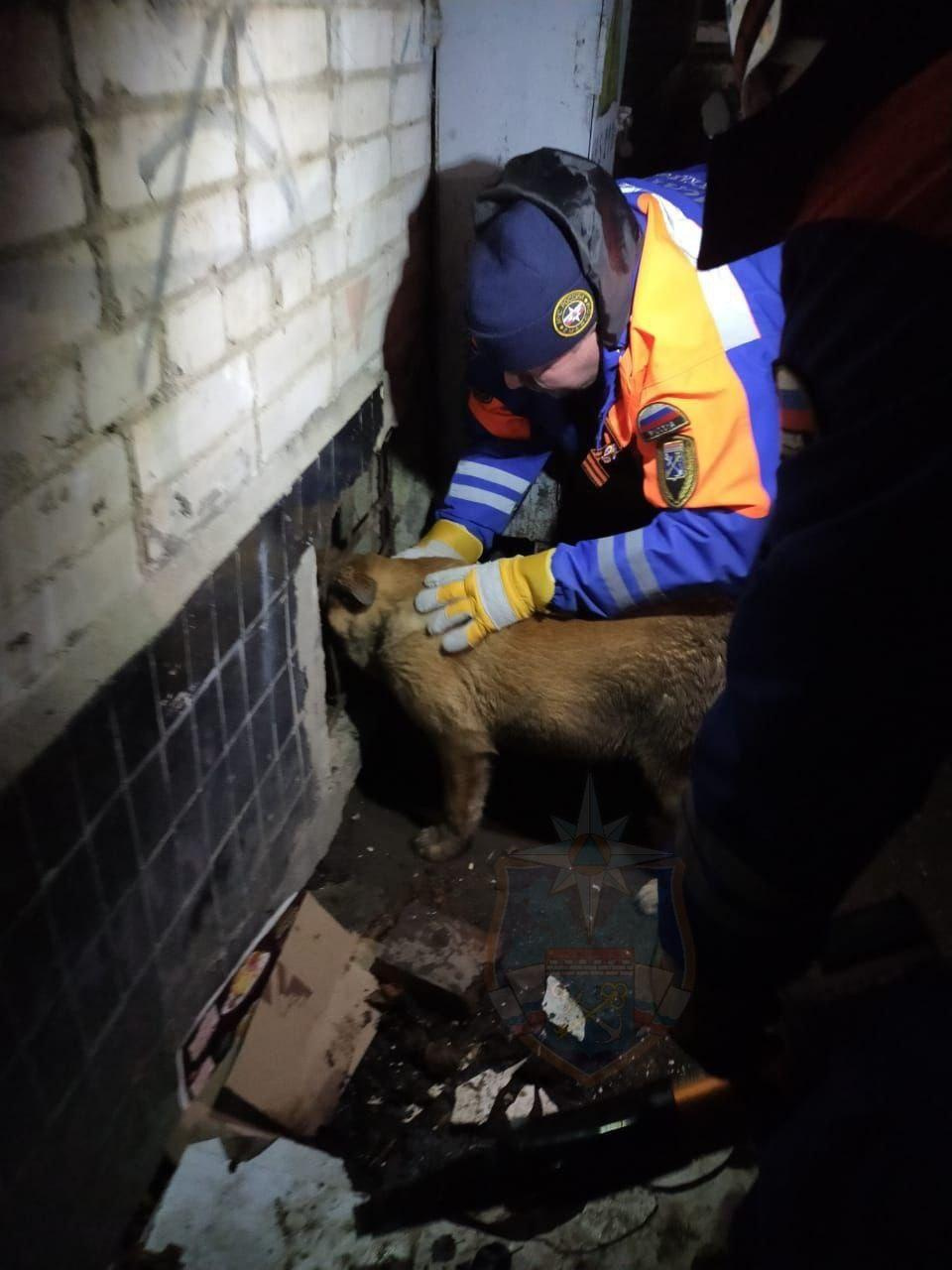 Застрявшую мордой в подвальном окне собаку спасали в Шлиссельбурге