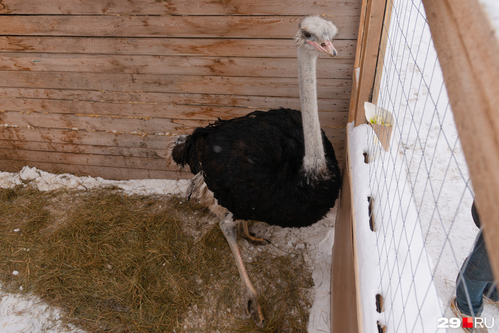 Звезда «Фермерской слободы» — <a href="https://29.ru/text/animals/2023/03/11/72120410/" class="_" target="_blank">страус Гоша</a> Звезда «Фермерской слободы» — <a href="https://29.ru/text/animals/2023/03/11/72120410/" class="_" target="_blank">страус Гоша</a>