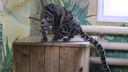 Потянулась и умылась: дымчатый леопард Юси из Новосибирского зоопарка попала на видео перед сном