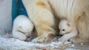 Стал известен пол белых медвежат в зоопарке Новосибирска — на выбор имен для них объявили конкурс