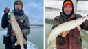 Пока не пришла зима. Новосибирские рыбаки поймали в Оби крупных щук — они полюбовались ими и отпустили в воду