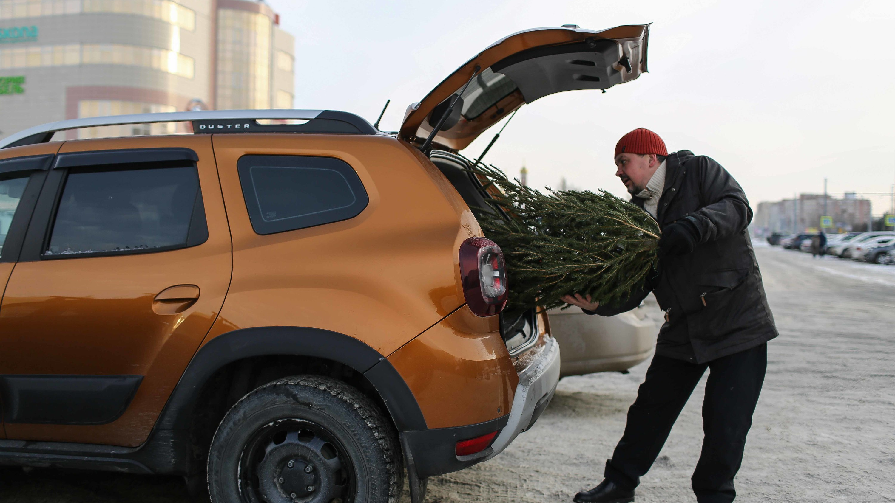 «В прошлом году дешевле были»: как омичи выбирают елки к Новому году — репортаж