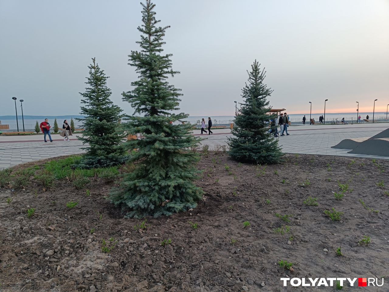 Те самые елки, которые сажали взрослыми. Прижились, а газон пока не взошел Те самые елки, которые сажали взрослыми. Прижились, а газон пока не взошел