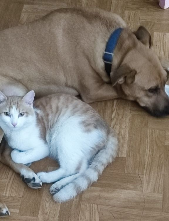 Собаку Весту, как вспоминает читательница НГС, подобрали на трассе. А котенка подкинули через забор. Как рассказала хозяйка, кот с собакой живут дружно Собаку Весту, как вспоминает читательница НГС, подобрали на трассе. А котенка подкинули через забор. Как рассказала хозяйка, кот с собакой живут дружно