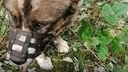 В Сеть попало жуткое видео из Онеги: местная жительница нашла в лесополосе избитую топором собаку