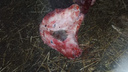 «Шок от увиденного»: двухголовый теленок родился в Новосибирской области — жуткие фото мутанта