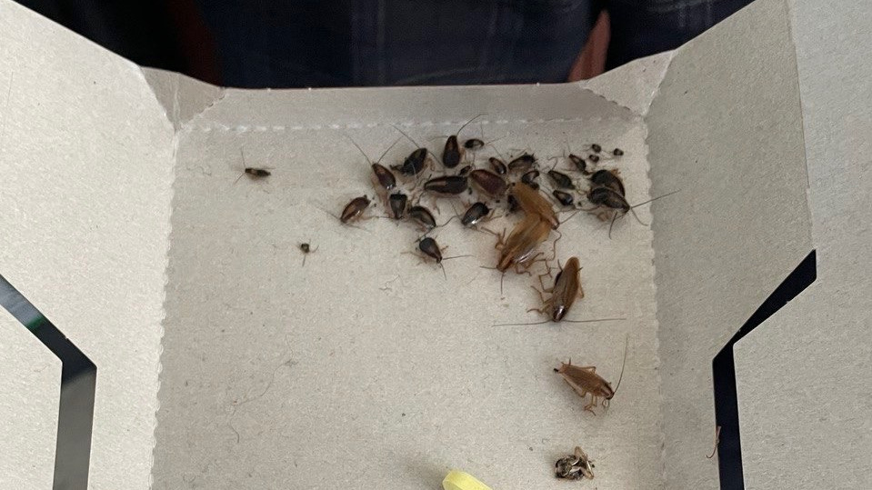 В омской школе сняли полчища тараканов в столовой и кабинетах