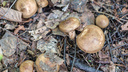 «Разрушают эритроциты в крови»: новосибирцы собирают опасные коровники — как эти грибы могут довести до реанимации
