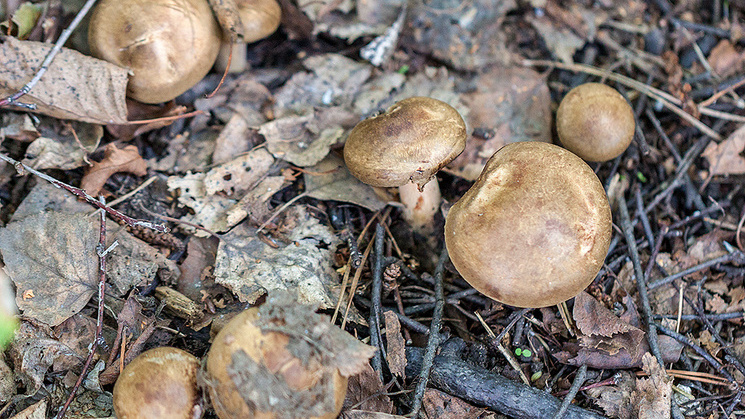 «Разрушают эритроциты в крови»: люди собирают в лесу опасные свинушки — чем опасны эти грибы