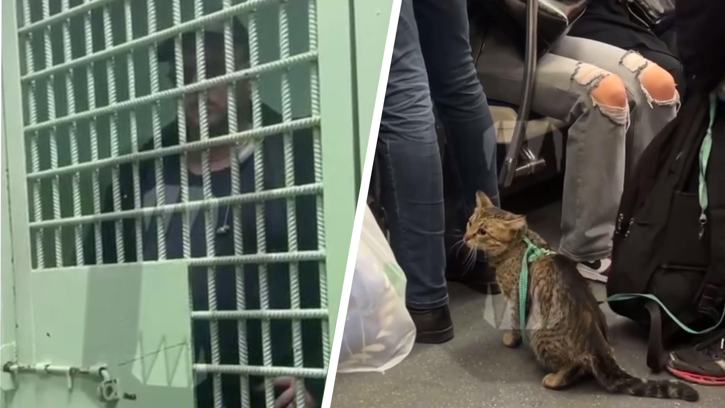 «Взял котика за холку и сунул в лицо полицейским». В Москве задержали мужчину, который угрожал людям в метро