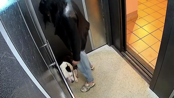 «Только кричу на нее»: красноярка, которая избила собаку в лифте на Мате Залки, объяснила свой поступок