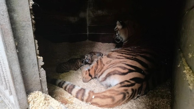 В Барнаульском зоопарке в один день родились сразу восемь тигрят — милейшее видео