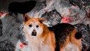 «Это не стрелок, это извращенец»: в городском бору Челябинска совершили жестокие убийства собак