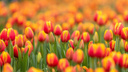 Когда сажать тюльпаны весной: объясняем, как получить цветы, даже если вы забыли про них осенью