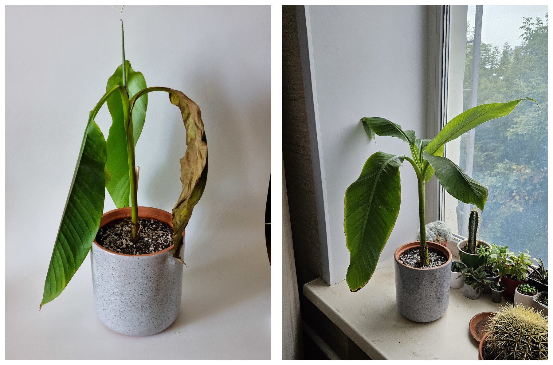 Банан — любимое растение Александра. Фото слева — банан в день покупки, фото справа — банан после того, как Александр приложил к нему руку
