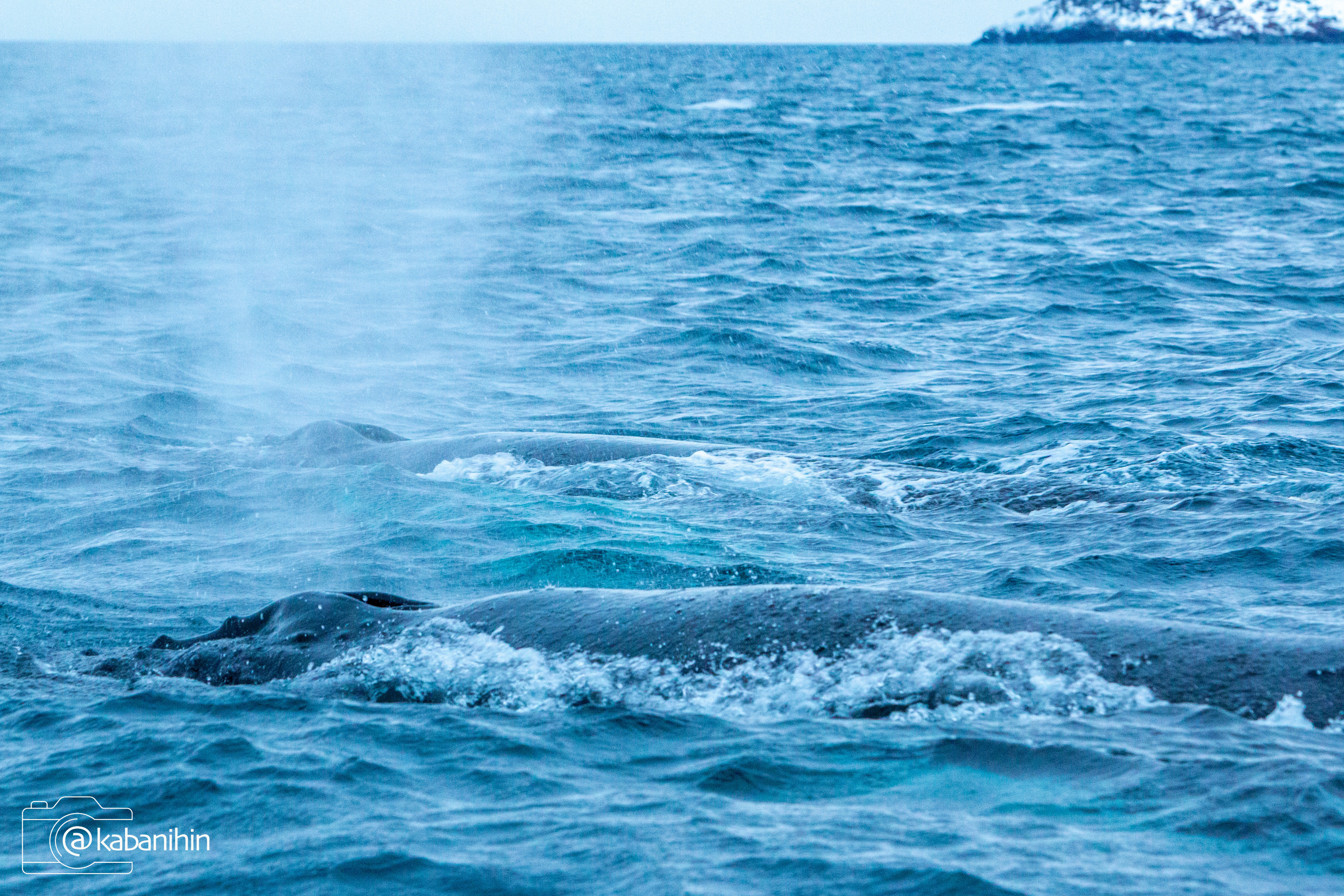 Алексей Кабанихин рассказывает, что всем удалось «поймать» китов: и хвосты, и бока