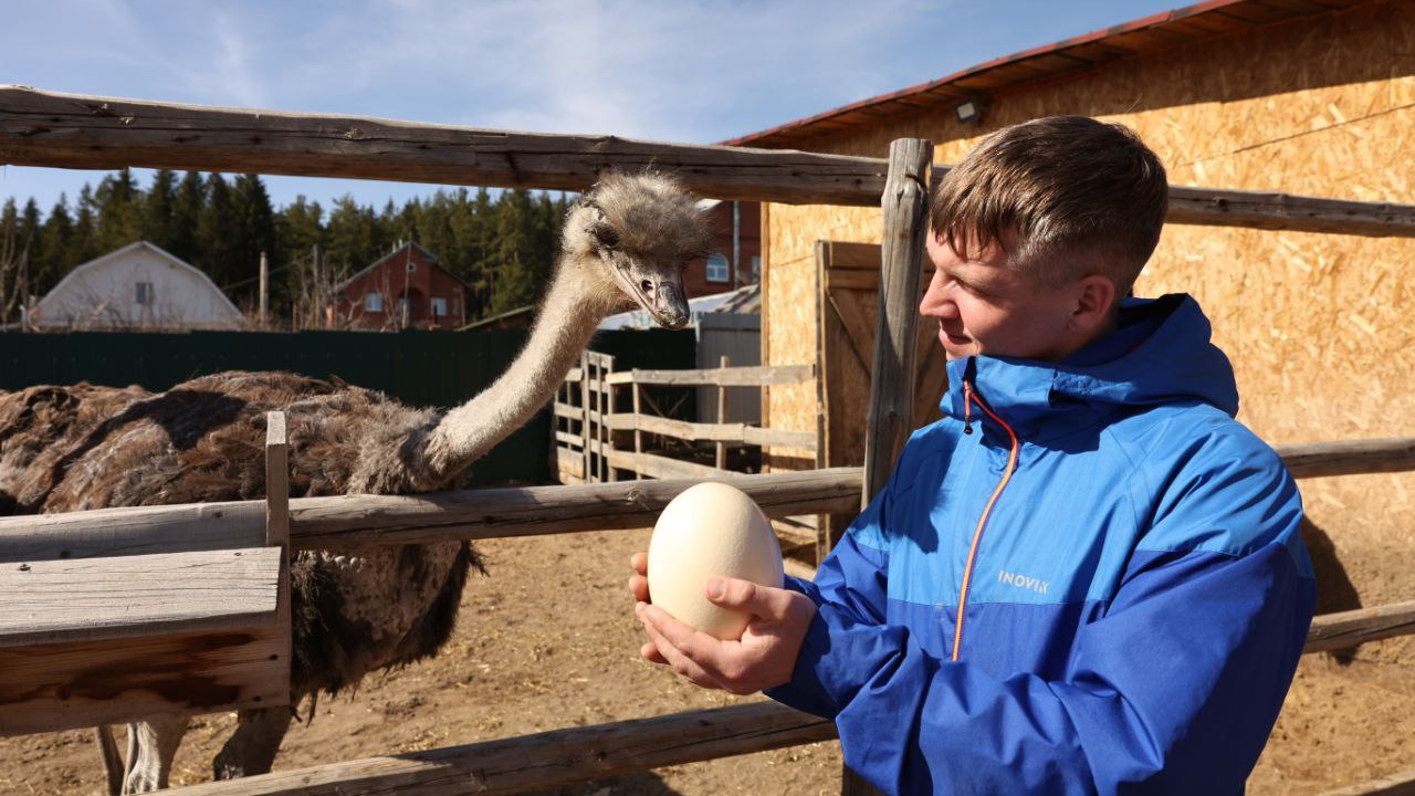 «Я влюбился». На Урале спасатель, разводивший страусов, закрыл уникальную ферму из-за перемен в личной жизни