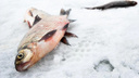 Аномальные морозы помогли рыбакам — запрет выхода на лед частично сняли во Владивостоке