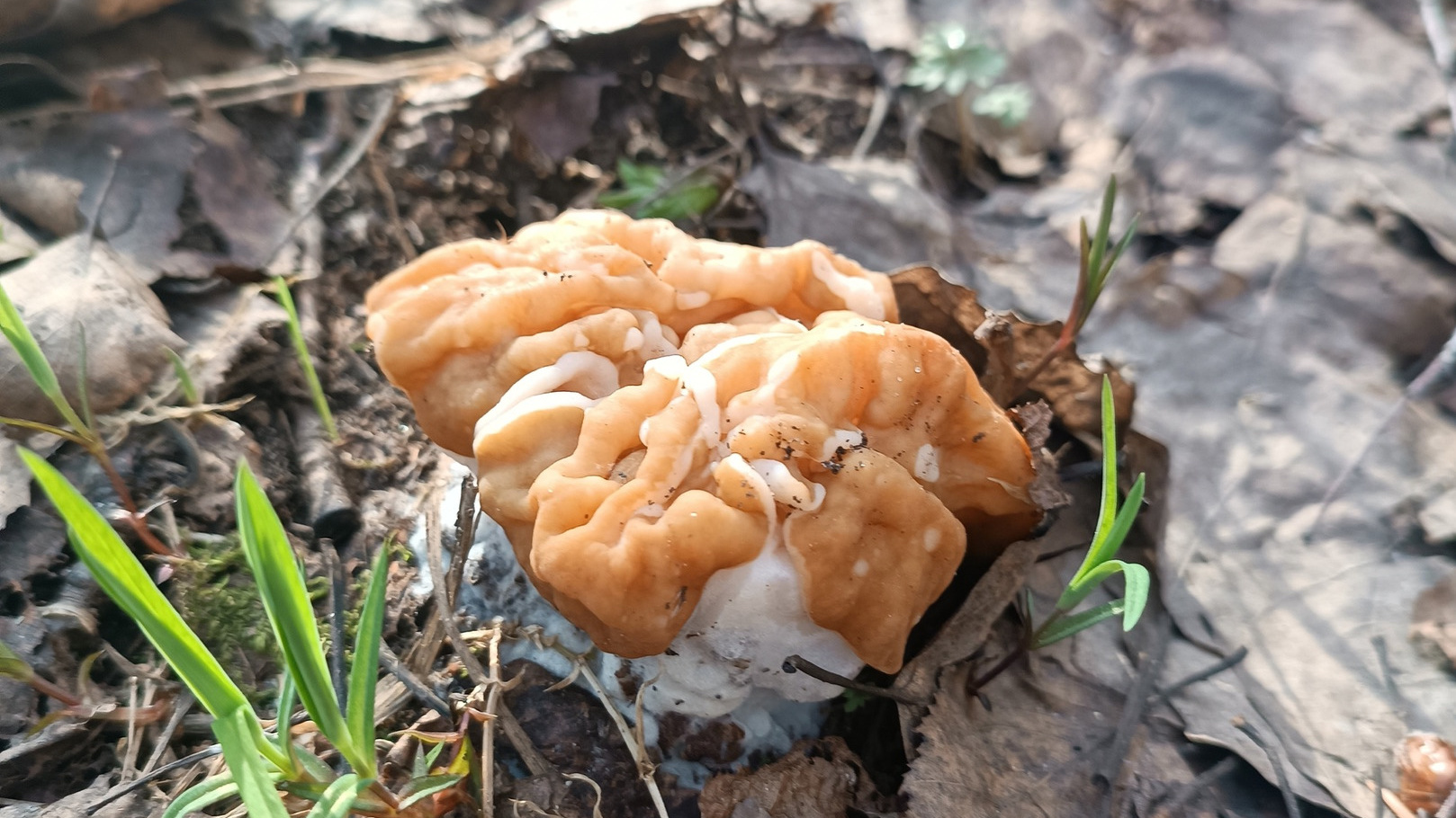 В Прикамье пошли первые грибы — сморчки и строчки. Где их искать, как обезвредить и что с ними готовить?