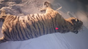 Конфликтного тигра, пожирающего собак в Приморье, усыпили