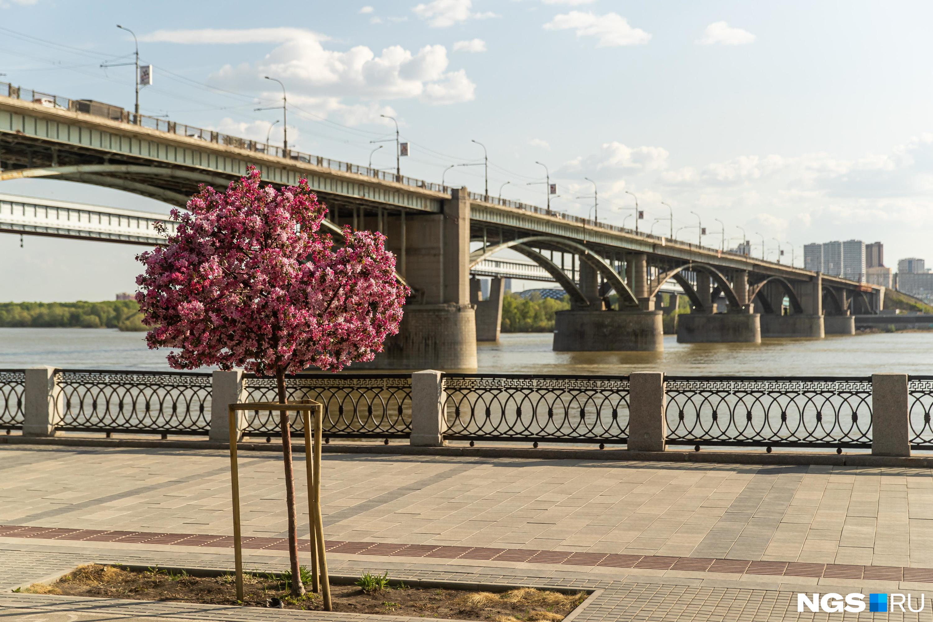 Облачно и дождь: какая погода ждет новосибирцев на следующей неделе