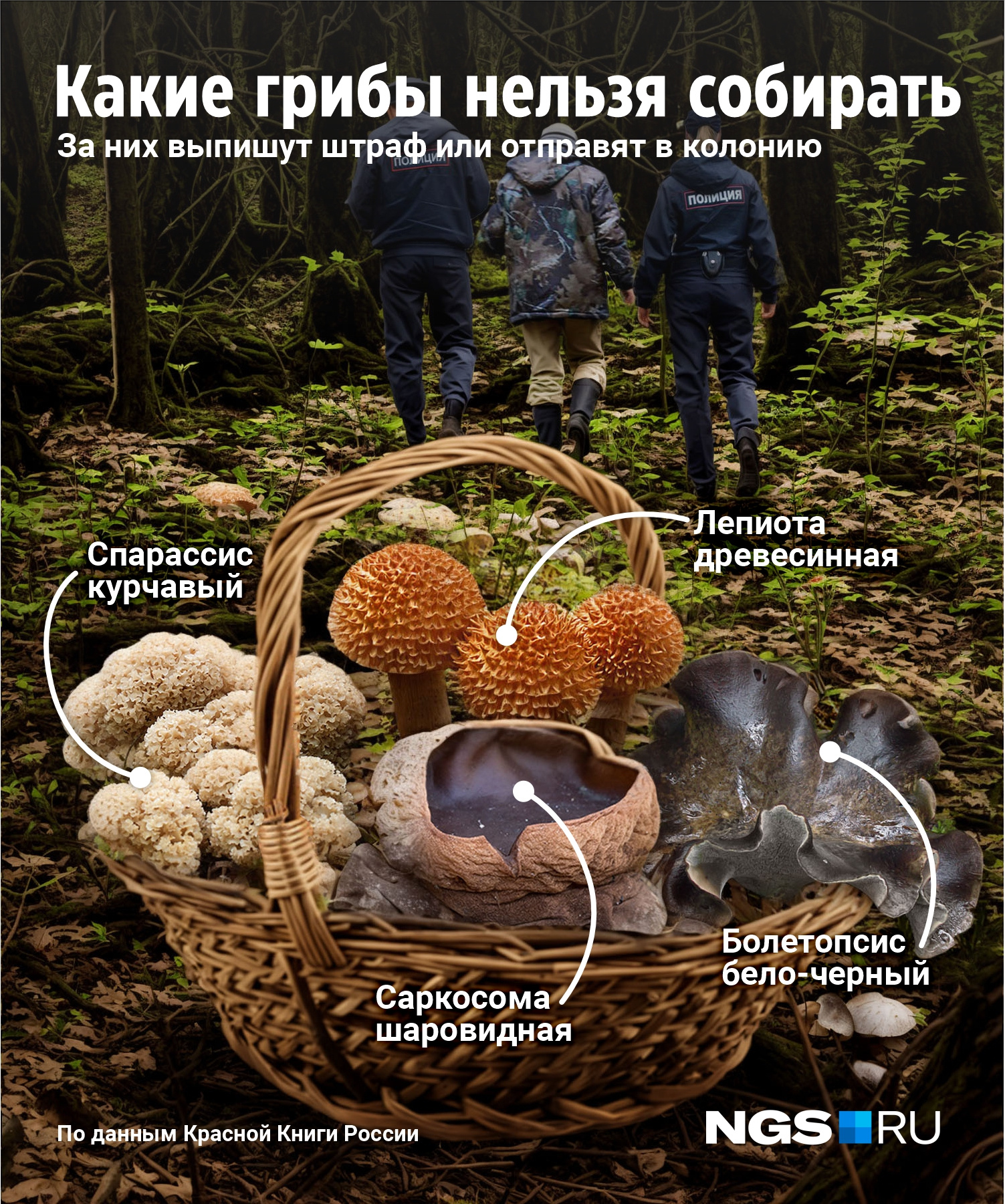 В Новосибирской области нужно запомнить 4 запрещенных к сбору гриба из Красной книги России
