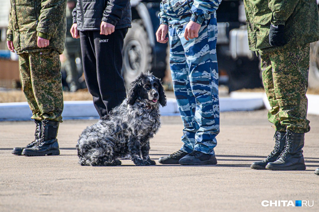 Московские кинологи