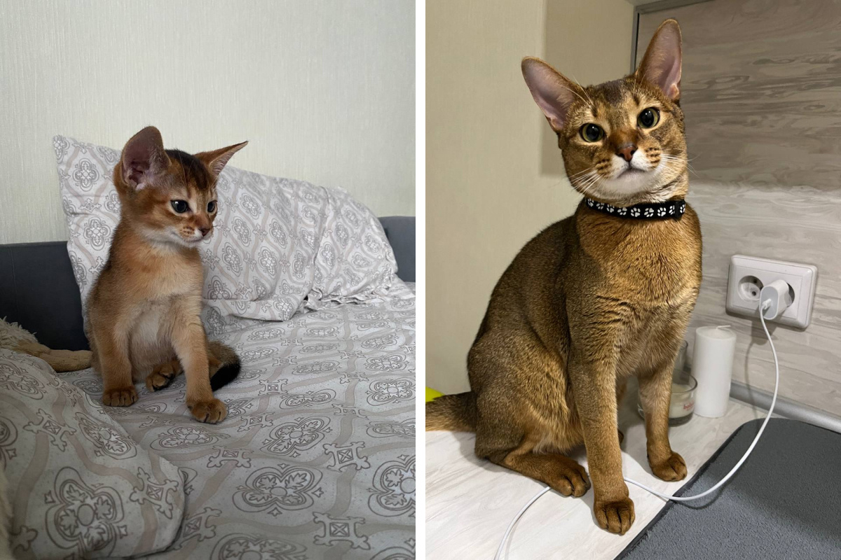 Абиссинскому коту Мэлсу сейчас 2,5 года. Посмотрите, как он вырос!