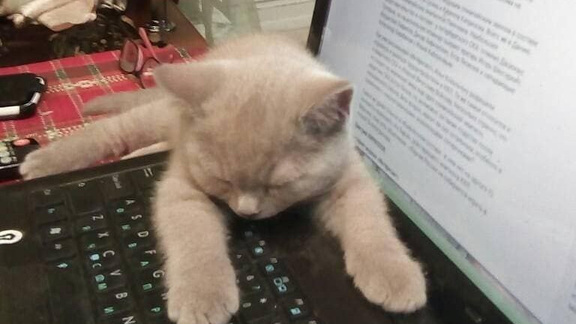 Канал СТС Love (Новосибирск), программа передач на сегодня, на завтра ...