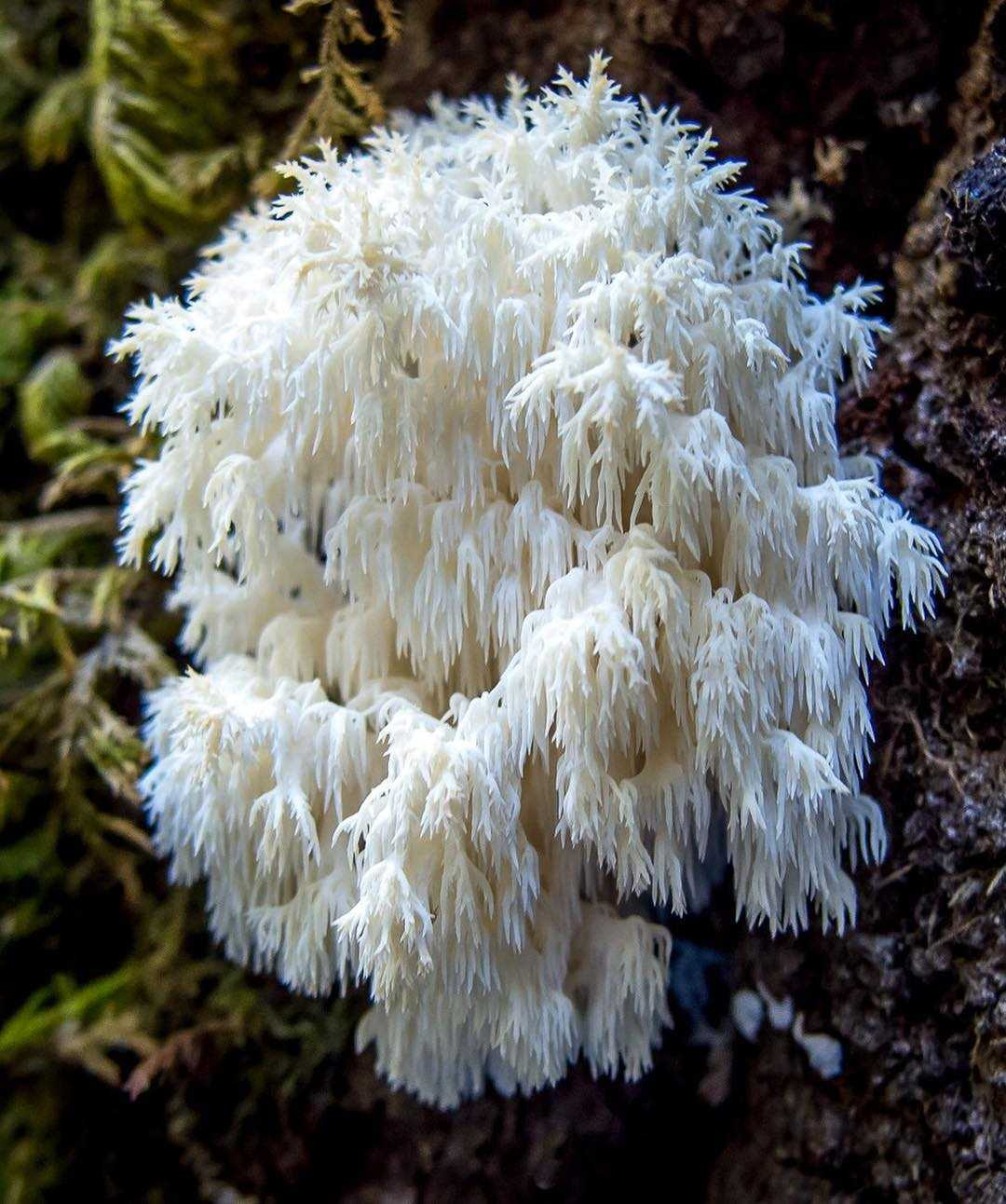 Не гриб, а настоящий коралл