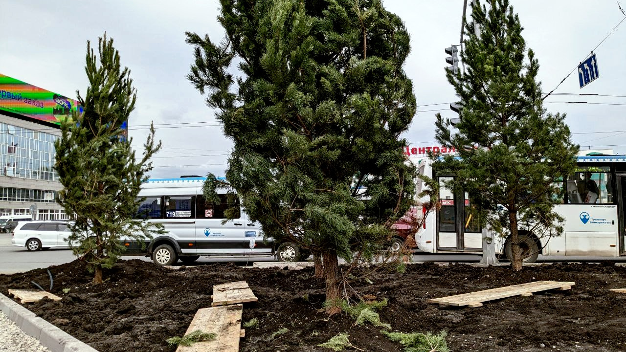 В сквере у кольца на Центральном рынке в Уфе высадили первые деревья — фоторепортаж