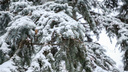 Климатолог: первый снег в Ростовской области пойдет в октябре