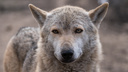 Власти сообщили, был ли напавший на зауральцев волк болен бешенством