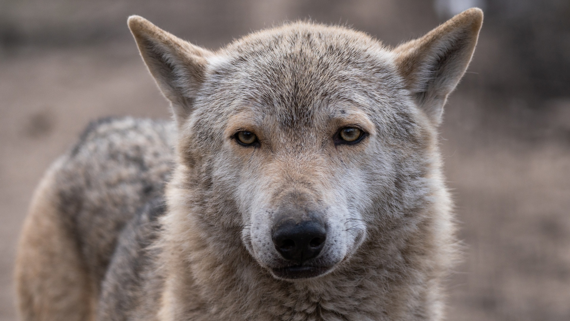 На курорте в Курганской области волк покусал четверых, одна женщина погибла