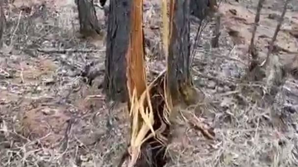Деревья порвало на Молоковке в Чите