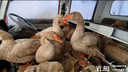 Полная кабина гусей — во Владивостоке ищут хозяина грузовика, который держит в нем птиц в лютый мороз