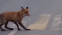 Выбегает на дорогу и мечется: в Ярославле на крупном проспекте заметили лису. Видео