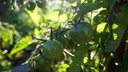 Рвите зеленые! Почему помидоры в августе нужно срывать с куста до созревания и что делать с фитофторозом