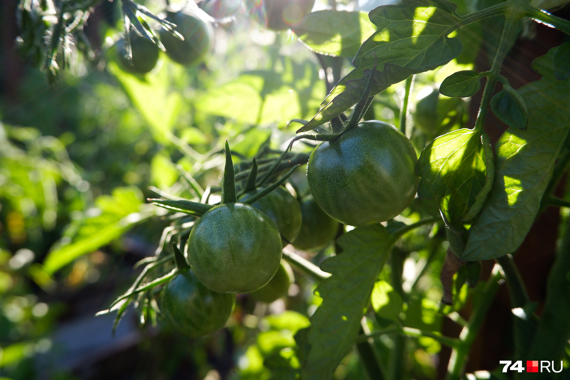 Земля для пикировки томатов должна быть питательной и рыхлой — тогда растения будут хорошо развиваться