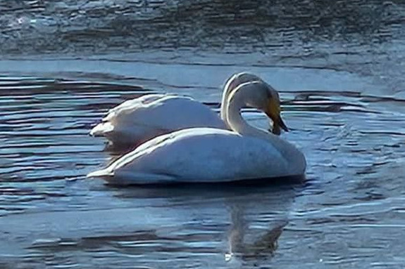一对天鹅在滨海边疆区的索莱诺湖过冬
