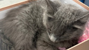 «Изъеденная плоть»: в Саратове в государственном ветеринарном центре на теле и в кишке котенка завелись опарыши