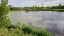 Жилой комплекс или заповедник: что будет на месте Шолмовского озера в Ульяновске