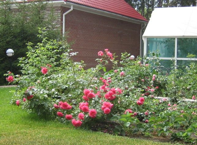 Кусты роз расположены перед грядкой с земляникой. При проходе к дому видно именно цветы