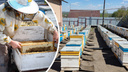 +500 рублей за трехлитровую банку: пчеловод рассказала, почему этим летом дорожает мёд