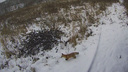 «Каждое утро смотрю "В мире животных"»: сибиряк установил видеокамеры на даче — в объектив попал кто-то очень милый