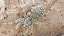В Самаре нашли гигантского паука